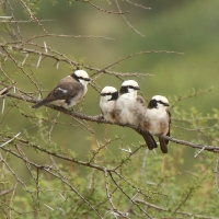Białoczub białorzytny - Eurocephalus rueppelli - Northern White-crowned Shrike