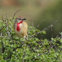 Dzierzbik czerwonogardły - Rhodophoneus cruentus - Rosy-patched Bush-shrike