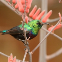 Nektarnik czarnoskrzydły - Cinnyris mariquensis - Marico Sunbird