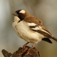 Dziergacz białobrewy - Plocepasser mahali - White-browed Sparrow-Weaver