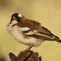 Dziergacz białobrewy - Plocepasser mahali - White-browed Sparrow-Weaver