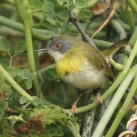 Nikornik żółtopierśny - Apalis flavida - Yellow-breasted Apalis
