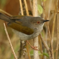 Beczak szarogrzbiety - Camaroptera brevicaudata - Grey-backed Camaroptera