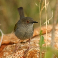 Beczak szarogrzbiety - Camaroptera brevicaudata - Grey-backed Camaroptera