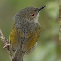 Beczak szarogrzbiety - Camaroptera brevicaudata - Grey-backed Camaroptera