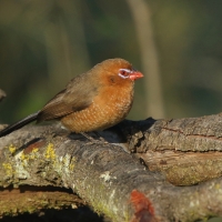 Motylik niebieskobrzuchy - Granatina ianthinogaster - Purple Grenadier