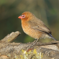 Motylik niebieskobrzuchy - Granatina ianthinogaster - Purple Grenadier