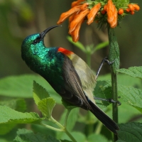 Nektarnik dwuwstęgi - Cinnyris mediocris - Eastern Double-collared Sunbird