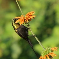 Nektarnik brązowy - Nectarinia kilimensis - Bronzy Sunbird