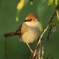 Chwastówka górska - Cisticola hunteri - Hunter's Cisticola