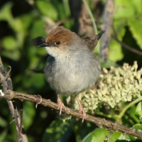 Chwastówka górska - Cisticola hunteri - Hunter's Cisticola