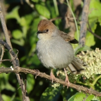 Chwastówka górska - Cisticola hunteri - Hunter's Cisticola