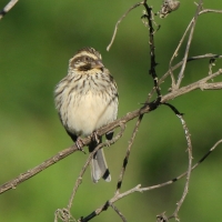 Afrokulczyk kreskowany - Crithagra striolata - Streaky Seedeater