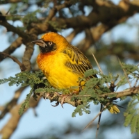 Wikłacz łuskowany - Ploceus spekei - Speke's Weaver