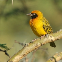 Wikłacz łuskowany - Ploceus spekei - Speke's Weaver
