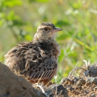 Skowroniec sawannowy - Mirafra africana - Rufous-naped Lark