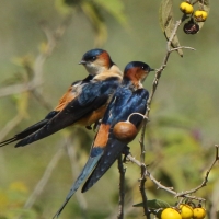 Jaskółka moskitowa - Cecropis senegalensis - Mosque Swallow