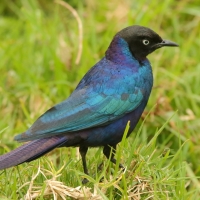 Błyszczak purpurowosterny - Lamprotornis purpuroptera - Rüppell's Glossy Starling