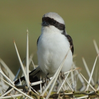 Dzierzba srokoszowata - Lanius excubitoroides - Grey-backed Fiscal