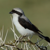 Dzierzba srokoszowata - Lanius excubitoroides - Grey-backed Fiscal