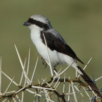 Dzierzba srokoszowata - Lanius excubitoroides - Grey-backed Fiscal