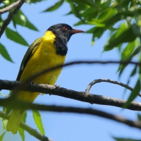 Wilga czarnogłowa - Oriolus larvatus - African Black-headed Oriole