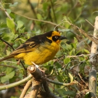 Wikłacz złotoczelny - Ploceus baglafecht - Baglafecht Weaver