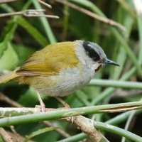 Wilgowiec rdzawogardły - Eminia lepida - Grey-capped Warbler