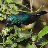 Nektarnik fioletowy - Cinnyris venustus - Variable Sunbird