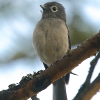Mucharka białooka - Melaenornis fischeri - White-eyed Slaty Flycatcher