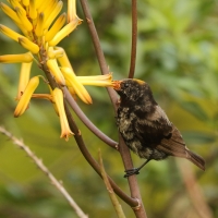 Nektarnik ametystowy - Chalcomitra amethystina - Amethyst Sunbird