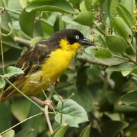 Wikłacz złotoczelny - Ploceus baglafecht - Baglafecht Weaver