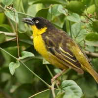 Wikłacz złotoczelny - Ploceus baglafecht - Baglafecht Weaver