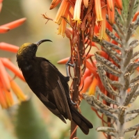 Nektarnik ametystowy - Chalcomitra amethystina - Amethyst Sunbird
