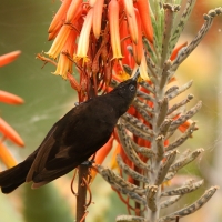 Nektarnik ametystowy - Chalcomitra amethystina - Amethyst Sunbird