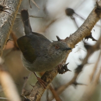 Beczak szarogrzbiety - Camaroptera brevicaudata - Grey-backed Camaroptera