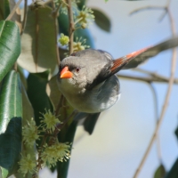 Wikłacz czerwonogłowy - Anaplectes rubriceps - Red-headed Weaver