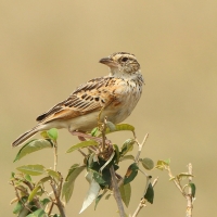 Skowroniec zaroślowy - Mirafra cantillans - Singing Bush Lark