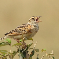 Skowroniec zaroślowy - Mirafra cantillans - Singing Bush Lark
