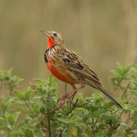 Szponnik różowogardły - Macronyx ameliae - Rosy-throated Longclaw