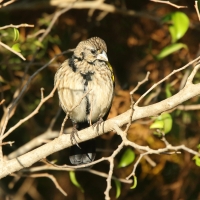 Wikłacz przylądkowy - Euplectes capensis - Yellow Bishop