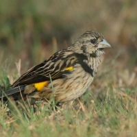 Wikłacz przylądkowy - Euplectes capensis - Yellow Bishop