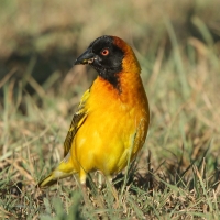 Wikłacz sawannowy - Ploceus intermedius - Lesser Masked Weaver