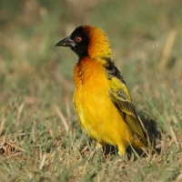 Wikłacz sawannowy - Ploceus intermedius - Lesser Masked Weaver
