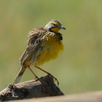 Szponnik żółtogardły - Macronyx croceus - Yellow-throated Longclaw