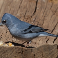 Zięba modra - Fringilla teydea - Tenerife Blue Chaffinch