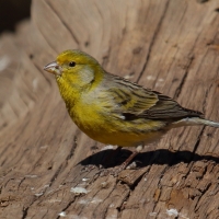 Kanarek - Serinus canaria - Atlantic Canary