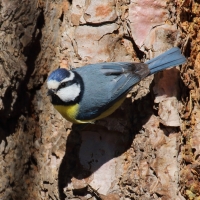 Modraszka kanaryjska - Cyanistes teneriffae - Canary Islands Tit
