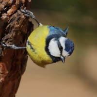 Modraszka kanaryjska - Cyanistes teneriffae - Canary Islands Tit