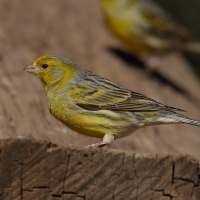 Kanarek - Serinus canaria - Atlantic Canary
